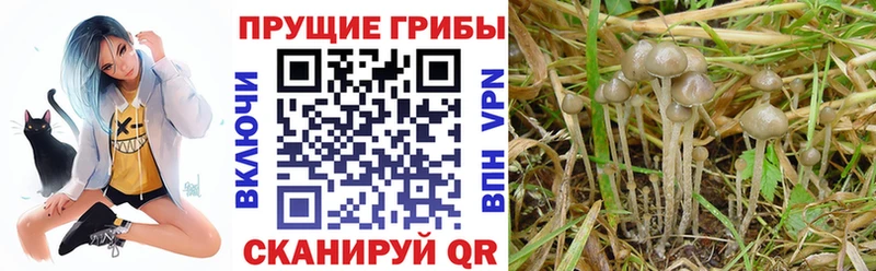 блэк спрут ТОР  Мыски  Галлюциногенные грибы Psilocybine cubensis 