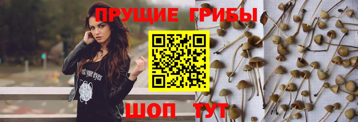 Мыски  Галлюциногенные грибы ЛСД  Вход с VPN 